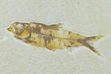 Diplomystus With Knightia Fossil Fish - Green River Formation #138611-2